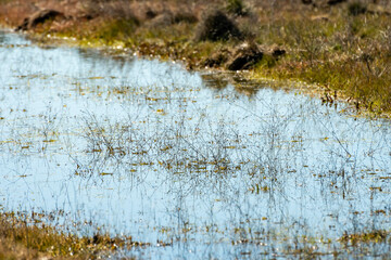 Reflections on a calm water surface in a serene natural landscape during daylight