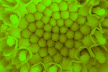 Fondo de gineceo de flor margarita