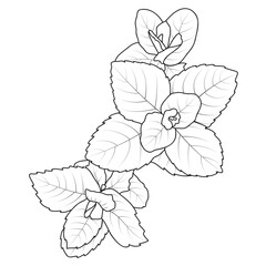 Peppermint Herb Spice Mint Leaves Outline