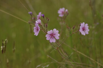 flower, nature, pink, plant, garden, spring, flowers, purple, summer, flora, blossom, bloom, wild, field, beauty, blooming, orchid, leaf, grass, meadow, bee, close-up, closeup, macro, season