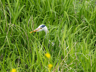 河川敷の草に隠れるアオサギ