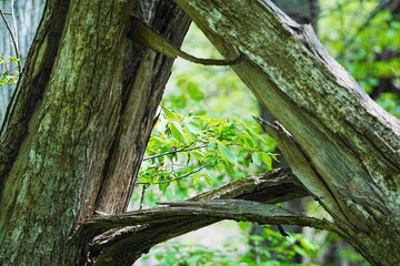 折れた木の間から見えた新緑