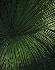 Fototapeta premium Deep green hues, visible fibers, sunlit palm leaf surface , natural texture, leaf texture