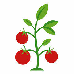 Obraz premium Tomato plant vector illustration on white background