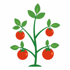 Tomato plant vector illustration on white background