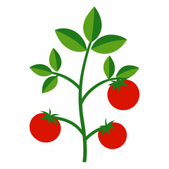 Tomato plant vector illustration on white background