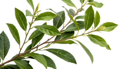 Herbal medicine plant Ilex paraguariensis or Yerba mate on white or transparent background