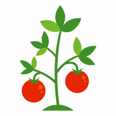 Tomato plant vector illustration on white background