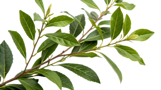 Herbal medicine plant Ilex paraguariensis or Yerba mate on white or transparent background