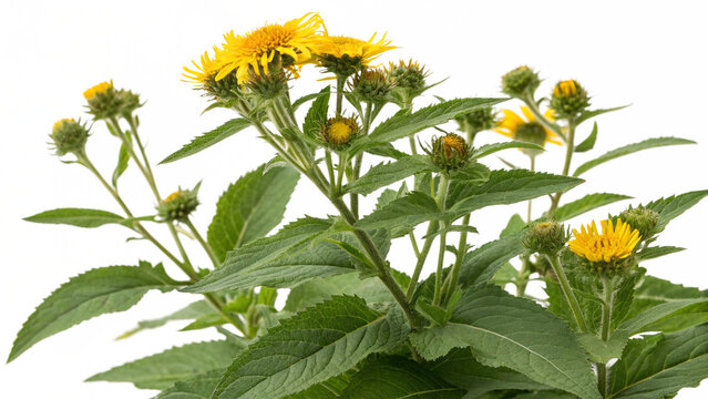 Herbal medicine plant Inula helenium on white or transparent background