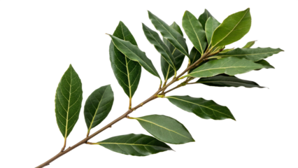 Herbal medicine plant Laurus nobilis or Bay laurel on white or transparent background