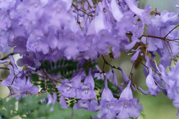 Jacaranda flower