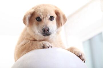 funny red mongrel puppy portrait