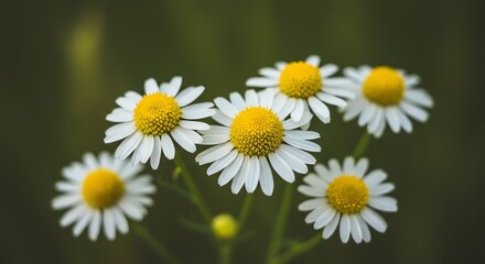 Fototapeta premium Chamomile Flowers Blooming with White Petals and Yellow Centers