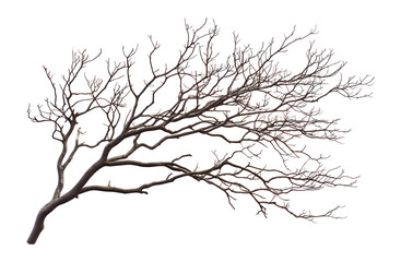 Fototapeta premium PNG Nature tree branch branches art illustrated.