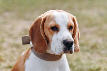 cute red and white beagle dog walking in green nature outdoors in summer, scent hound, foxhound,...