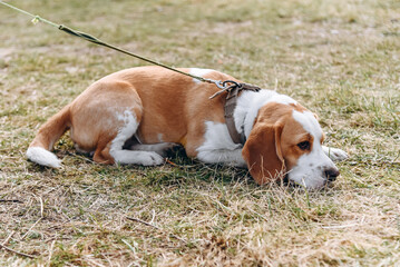 cute red and white beagle dog lying in green nature outdoors in summer, scent hound, foxhound, dogwalking concept