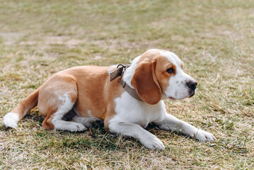 cute red and white beagle dog lying in green nature outdoors in summer, scent hound, foxhound, dogwalking concept