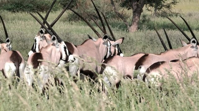 A group of young Oryx stand with their behinds to the camera in long, green grass in South Africa
