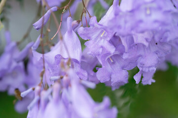 Jacaranda flower