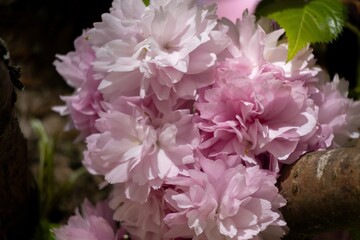 pink and white flowers