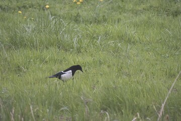 black winged blackbird in flight