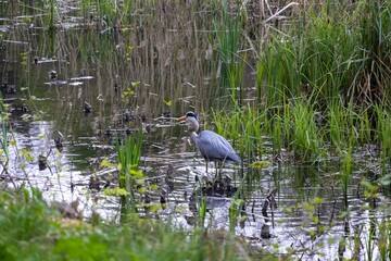 great blue heron in the water