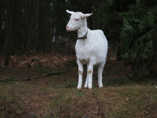 Fototapeta premium white goat grazes in the forest in the evening