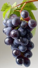 International Grenache Day. Fresh juicy bunch of purple grapes with green leaf and water droplets