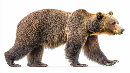 Fototapeta premium Brown Bear Profile Walk