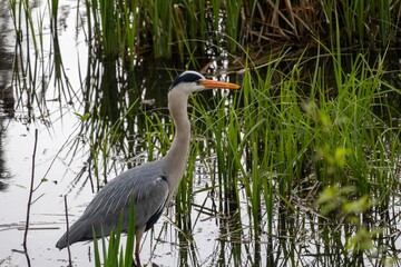 great blue heron in the water