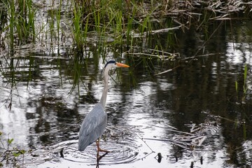 great blue heron in the water