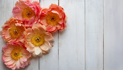 Coral Peonies on White Wooden Background. Top view of peach and pink peonies arranged on white wood boards with space for text on the right. Space for text.