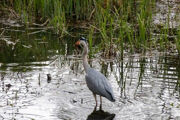 great blue heron in the water