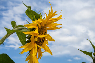 yellow flower on blue sky background