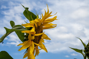 yellow flower on blue sky background