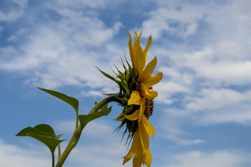 yellow sunflower against blue sky