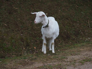 Obraz premium white goat grazes in the forest in the evening