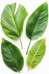 Obraz premium green leaf isolated on white