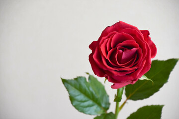 赤い薔薇