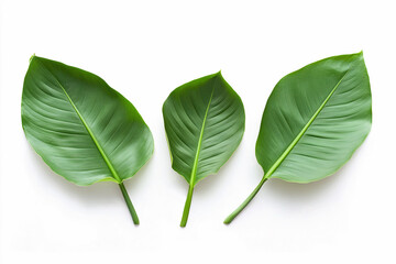 Obraz premium green leaf isolated on white