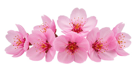 Blooming Pink Flowers on Transparent Background 