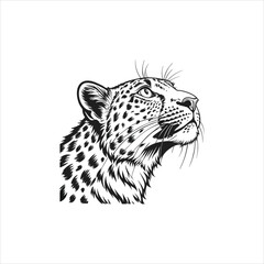 vector illustration of a tiger