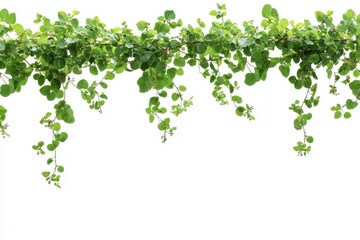 Fototapeta premium Lush green vine with heart-shaped leaves cascading down