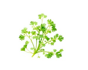 Obraz premium parsley isolated on white