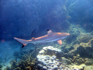 Swimming blacktip reef shark at the Perenthian Islands in Malaysia © sujesh80