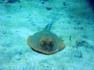 Blue spotted stingray laying on the ocean floor at the Perenthian Islands in Malaysia
