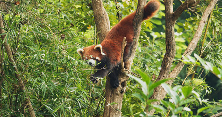 Agile Red Panda Panda Climbs Tree. Ailurus Fulgens Or Lesser Panda Is Small Mammal Native To The...