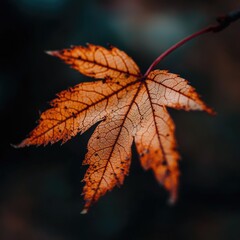 Obraz premium A single, dried orange maple leaf hangs from a twig against a blurred dark background