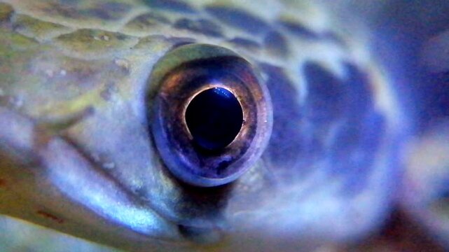 Extreme close-up macro video of a snakehead fish eye. High detail view of aquatic predator eye movement in natural light. Ideal for nature, science, or wildlife content.
